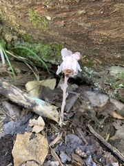 Monotropa uniflora