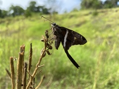 Chioides albofasciatus