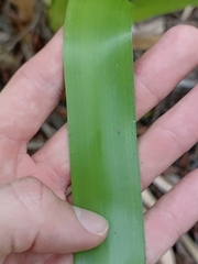 Machaerina sinclairii