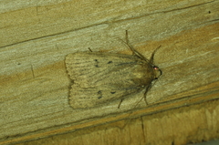 Amphipyra tragopoginis