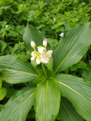 Tinantia macrophylla