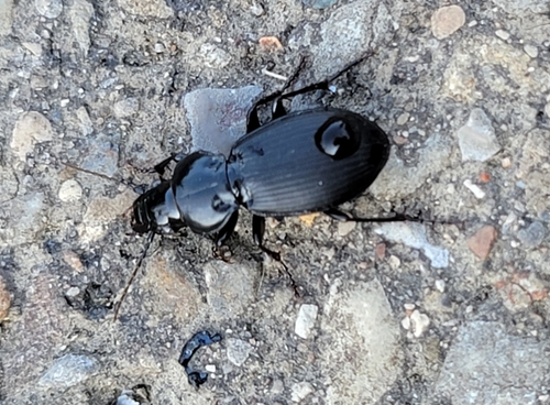 Blue-tinged Harp Ground Beetle photo 6