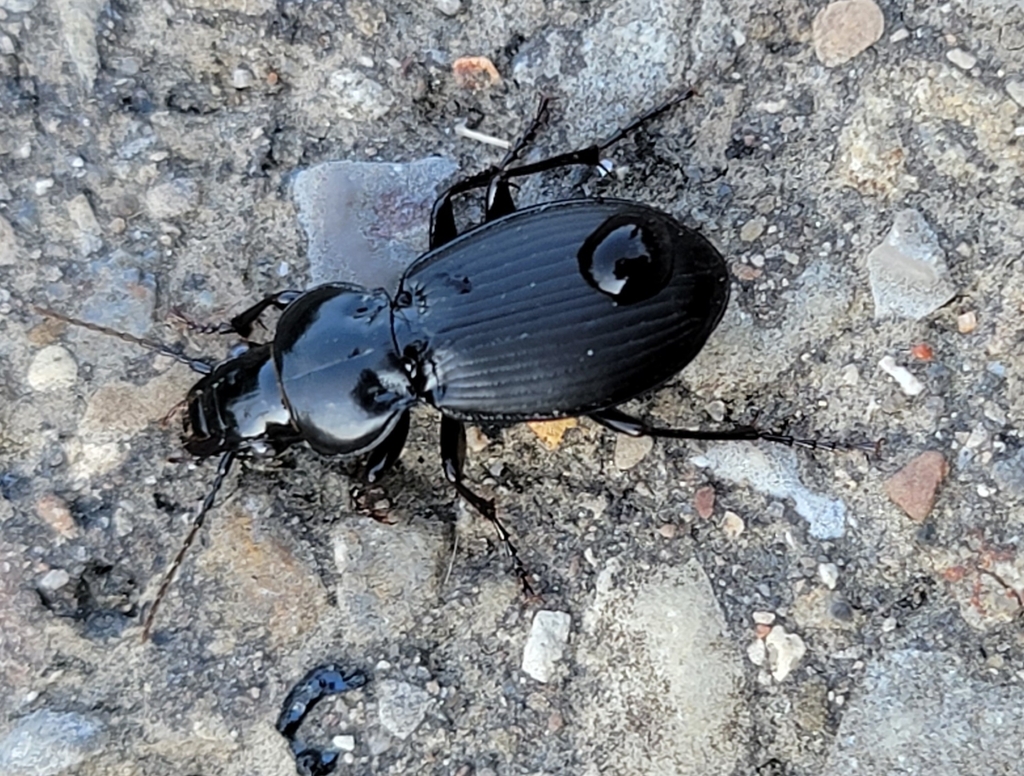 Blue-tinged Harp Ground Beetle