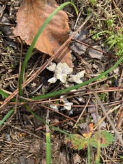 Sebacina schweinitzii