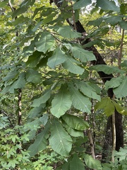 Magnolia macrophylla