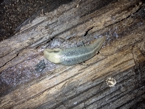 Drvni balavac (Lehmannia marginata)