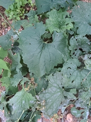 Arnoglossum atriplicifolium