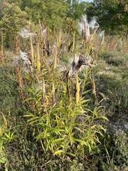 Asclepias