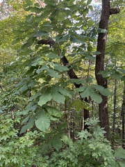 Magnolia macrophylla