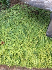 Lysimachia nummularia