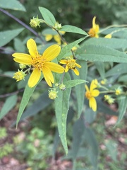 Helianthus microcephalus