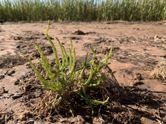 Salicornia