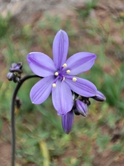 Pasithea caerulea
