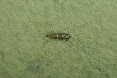 Moodna ostrinella