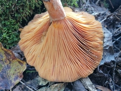 Lactarius salmonicolor