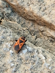 Scantius aegyptius
