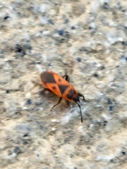 Scantius aegyptius