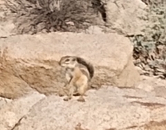 Ammospermophilus harrisii