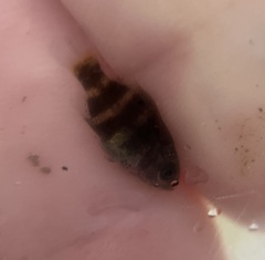 Ambloplites rupestris