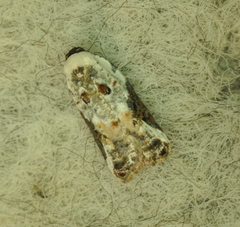 Acleris nivisellana
