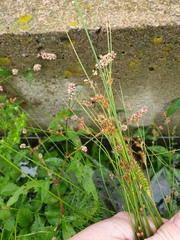 Juncus dudleyi
