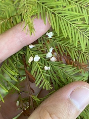 Taxodiomyia cupressi