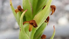 Disa bracteata