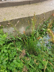 Juncus dudleyi