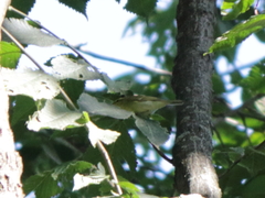 Phylloscopus nitidus