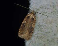 Agonopterix pulvipennella