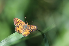 Phyciodes mylitta
