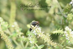 Scolia erythrocephala