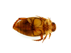 Rhantus exsoletus