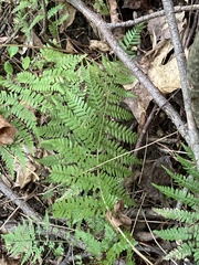 Athyrium angustum