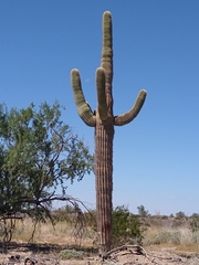 Carnegiea gigantea