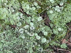 Cladonia chlorophaea