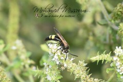 Scolia erythrocephala