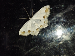 Scopula ornata
