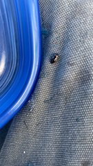 Glischrochilus quadrisignatus