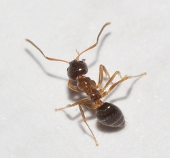 Nylanderia jaegerskioeldi