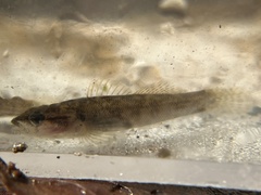 Etheostoma flabellare