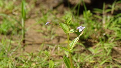 Lindernia dubia anagallidea