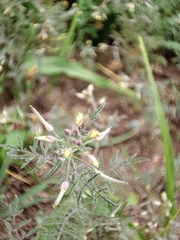 Eragrostis minor