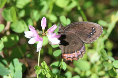 Gyrocheilus patrobas