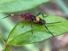 Hymenoptera