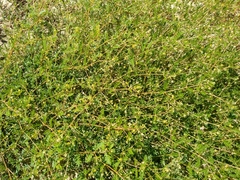 Kallstroemia californica