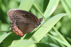 Gyrocheilus patrobas