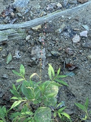 Persicaria filiformis