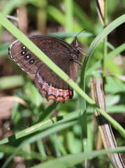Gyrocheilus patrobas