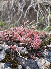 Sedum anglicum